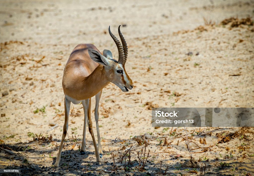 Gazelle dorcas (Gazella dorcas) vit dans la réserve naturelle du désert près d’Eilat, Israël. - Photo de Animaux à l'état sauvage libre de droits