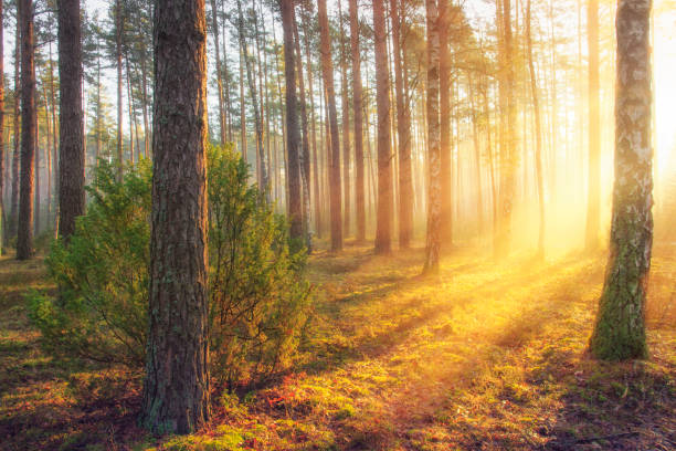 istock Summer forest landscape with bright warm sunlight through trees. Yellow colours in majestic beautiful forest in sunny morning. Sun rays in forest nature. Scenic woodland glowing sunbeams. 960551952