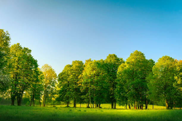 paesaggio estivo di sfondo naturalistico. alberi verdi in fila sul prato mattutino nella mattina d'estate con cielo blu chiaro. colori estivi della natura. erba verde in campo. - clear sky panoramic grass scenics foto e immagini stock