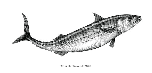 ilustrações, clipart, desenhos animados e ícones de cavala do atlântico mão desenho estilo vintage - mackerel