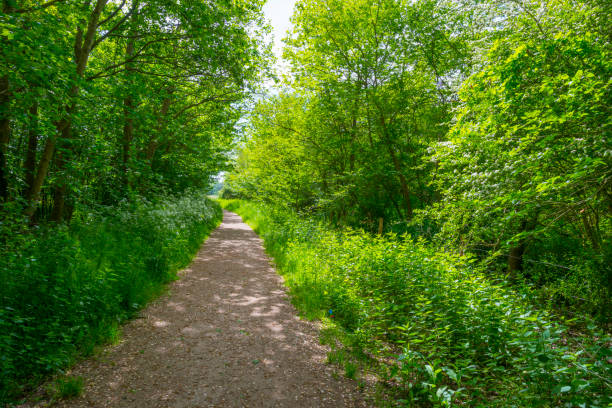 istock Trees and wild flowers in a field in sunlight in spring 960552440
