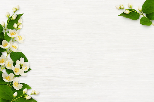 Decorative compositions with jasmine flowers and leaves on white wooden background. Flat lay. Top view.