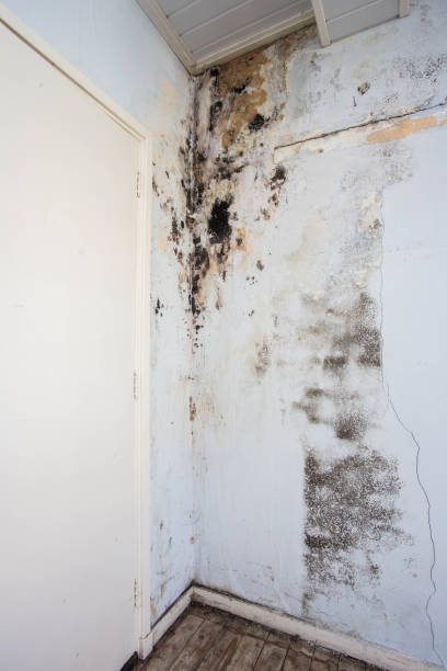 istock Water damage causing mold growth on the interior walls of a property 960556026