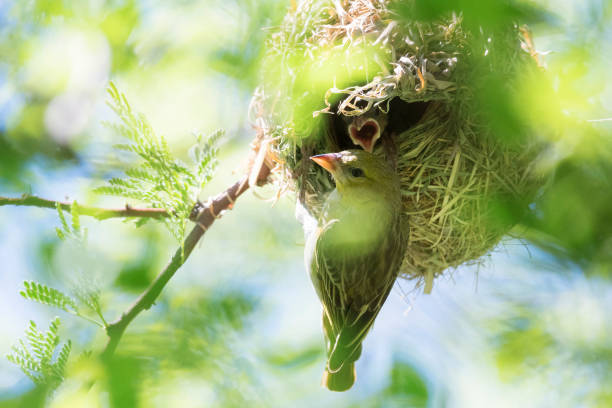 istock Female weaver and chicks 960556126