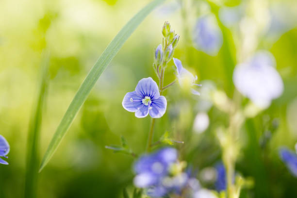istock Inspiration of Blue Flower 960556690