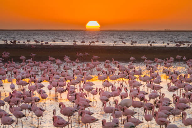 Magnificent flamingos in Namibia