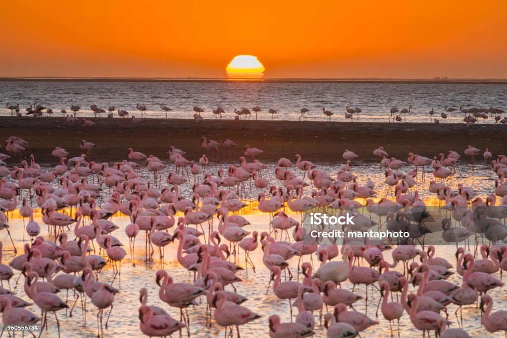 Magnificent flamingos in Namibia Namibia Stock Photo