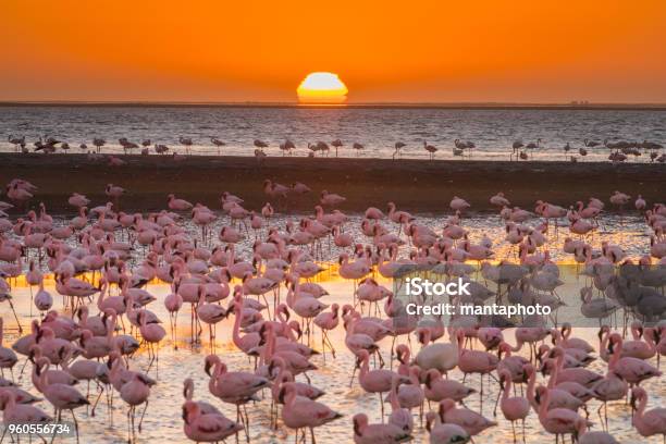 Magnificent Flamingos In Namibia Stock Photo - Download Image Now - Namibia, Swakopmund, Flamingo