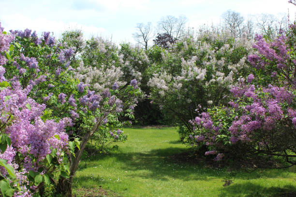 istock White and purple Lilacs in the park 960559436