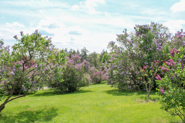 Various shades of flowers blooming along grass path in Highland park, Rochester, NY during the Lilac Festival
