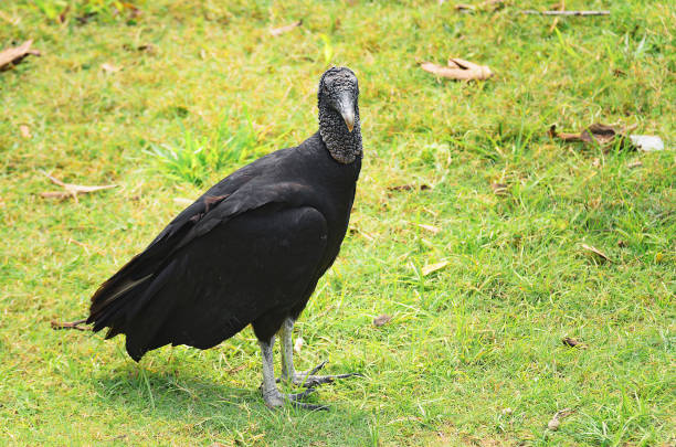 Urubu-de-cabeca-preta bird over a green grass. Black vulture with body totally black seen in Pantanal, Brazil.