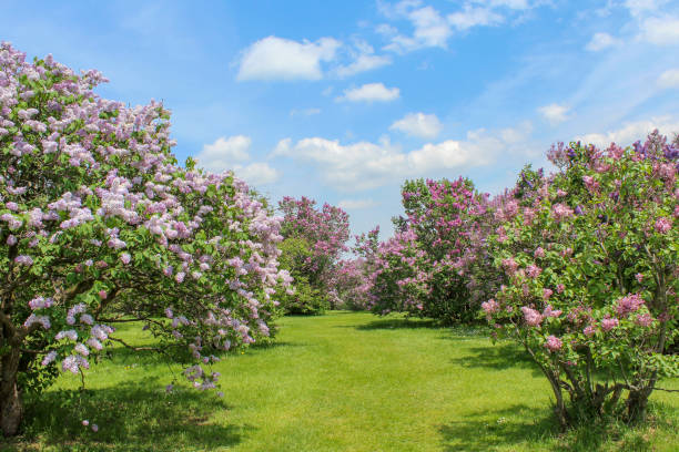 Flowers in full bloom in the spring. Vibrant shades of pink, purple, magenta and blue. Grass path  and bright blue sky with clouds