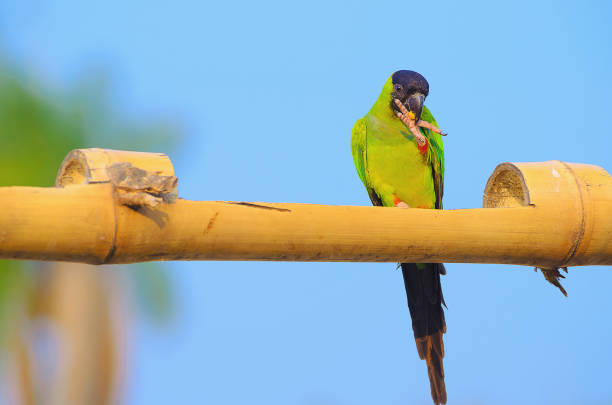 Green parakeet with a black hood on the head and red stripe on legs. Bird known as black-hooded parakeet or Periquito-de-cabeca-preta in Brazil. Parakeet eating a corn grain.
