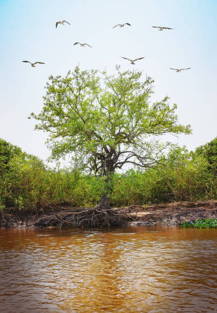 istock Tree with egrets flying and roots out of ground by the river 960563434