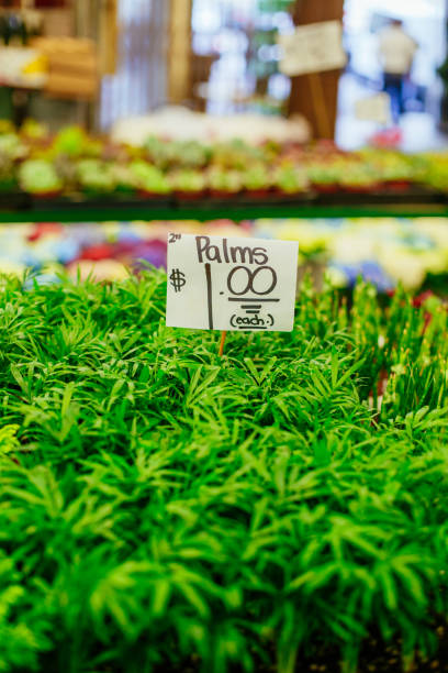 istock Colorful Plants at Florist 960563458