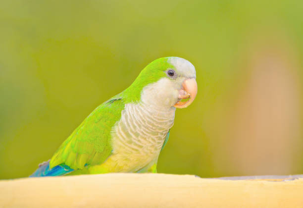 istock Green parakeet known as Caturrita in Brazil. 960563472