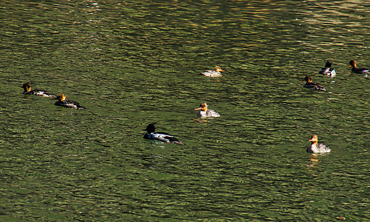 Flock of red breasted merganser ducks swimming on the Chicago River.