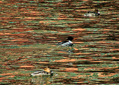 Red breasted merganser ducks swim across colorful reflection of cityscape on the Chicago River.