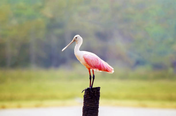 istock Platalea ajaja bird known as Colhereiro 960563834