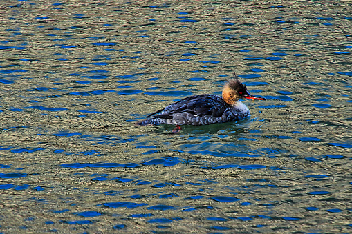 Red breasted merganser duck swims across colorful reflections of Merchandise Mart on the Chicago River.
