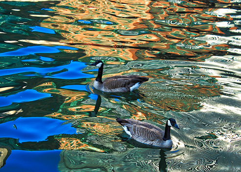 Goose swims across blue waters and gold reflection of Merchandise Mart on the Chicago River.