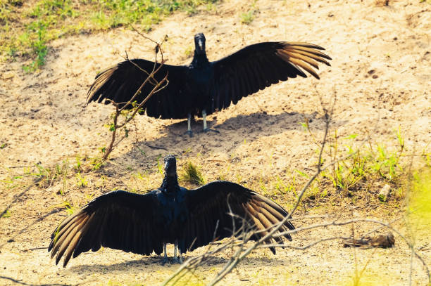 istock Two black vulture Coragyps Atratus with open wings taking a sunbath 960563876