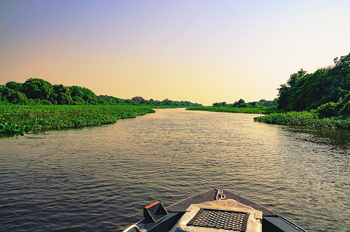 Wonderful landscape at sunset of a boat navigating through flooded waters of Pantanal. The boat passing by the aquatic green vegetation of the river Paraguai. Photo at Pantanal, Brazil.