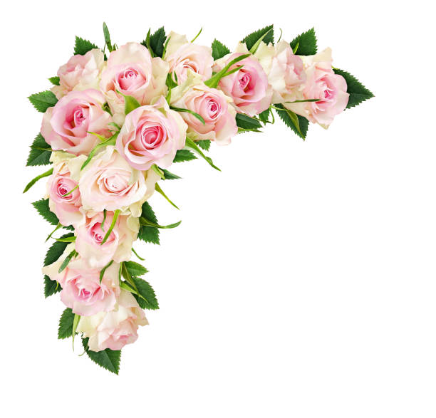 istock Beautiful white rose flowers and leaves in a corner composition 960563982