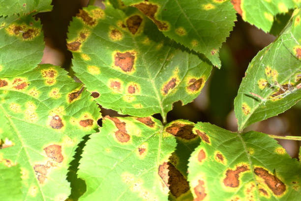 istock Brown Spotted Leaves Close Up 960564646