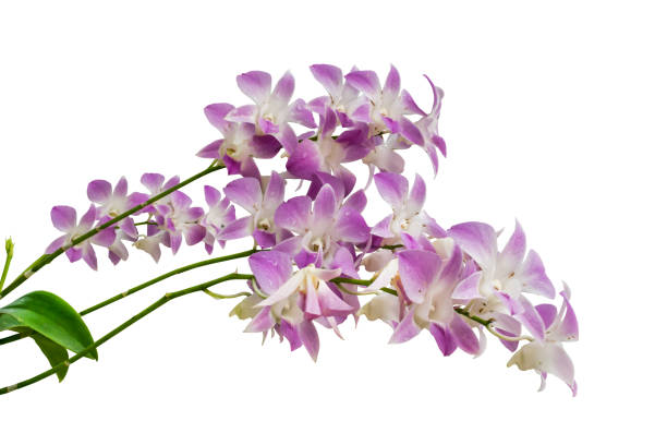 ramo di fiori di orchidea viola isolato su sfondo bianco - messa a fuoco selettiva - flower bed plant spring selective focus foto e immagini stock