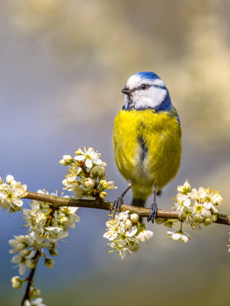 istock Blue tit portrait in blossom 960567696