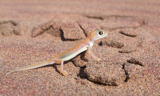 Palmato gecko, Namibia