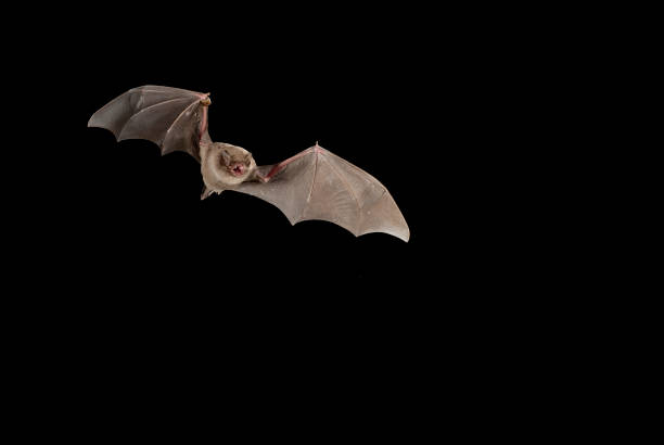 Bat bent common Miniopterus schreibersii, flying in a cave, with black background stock photo
