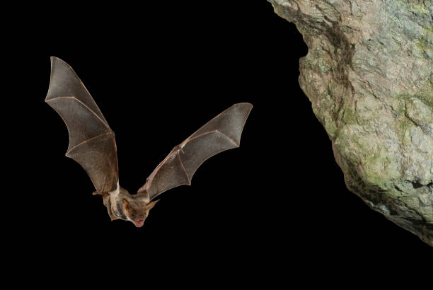 Bat buzzard, myotis myotis, flight in his cave Bat buzzard, myotis myotis, flight in his cave mouse eared bat photos stock pictures, royalty-free photos & images