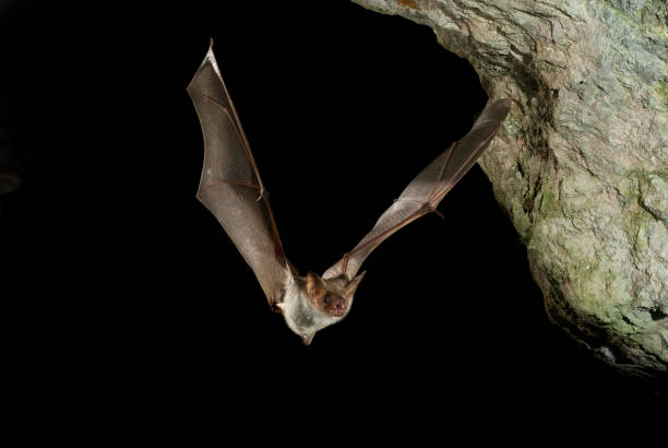 Bat buzzard, myotis myotis, flight in his cave Bat buzzard, myotis myotis, flight in his cave mouse eared bat photos stock pictures, royalty-free photos & images