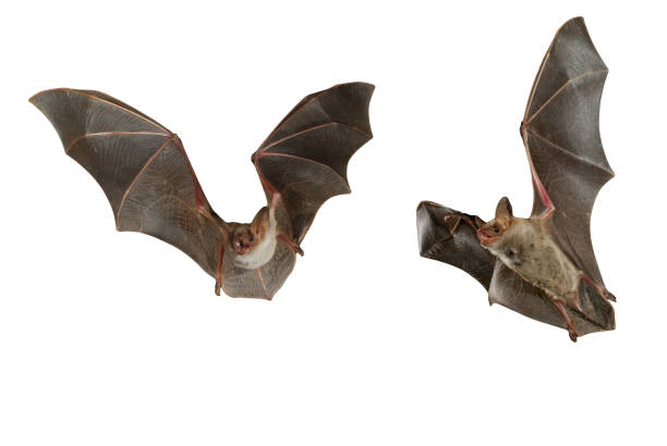 urubu de morcego, myotis myotis, voando com fundo branco - morcego - fotografias e filmes do acervo