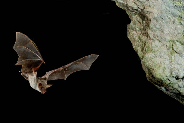 Bat buzzard, myotis myotis, flight in his cave stock photo