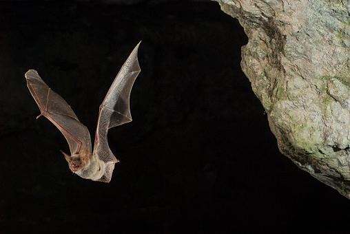 Murciélago ratonero, myotis myotis, vuelo en su cueva photo
