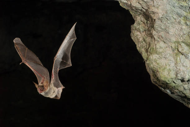 Bat buzzard, myotis myotis, flight in his cave Bat buzzard, myotis myotis, flight in his cave bat animal stock pictures, royalty-free photos & images