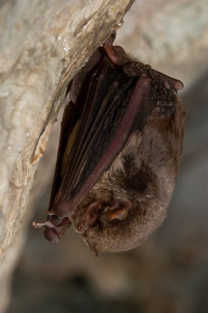 istock Bat-bent common miniopterus schreibersii, resting in a cave 960567898