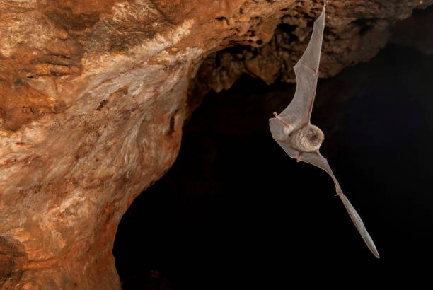 Bat-bent common miniopterus schreibersii, flying in a cave