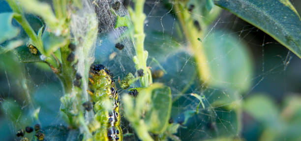 istock Cydalima perspectalis as the biggest pest for buxus. 960568026
