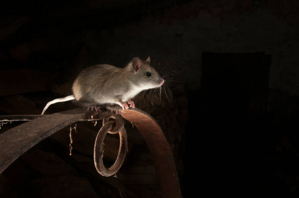 istock Black rat or field rat Portrait in an old haystack, Rattus rattus, Spain 960568366