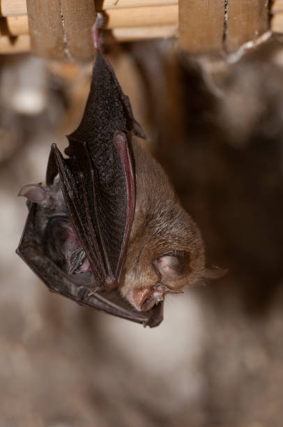istock Lesser Horseshoe Bat with its young (Rhinolophus hipposideros), hanging, sleeping inside an old house.Spain 960570256
