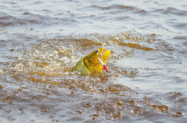 istock Dourado fish hooked by a artificial bait fighting and jumping out of water 960570596