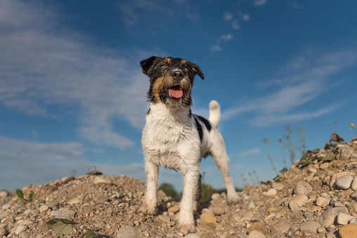 Dog stands proudly on a rock - shaggy, tricolor Jack Russell Terrier