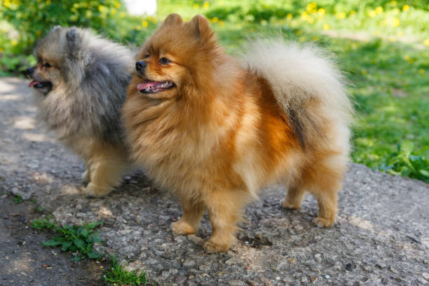 istock Small dogs breed Pomeranian walks 960571696