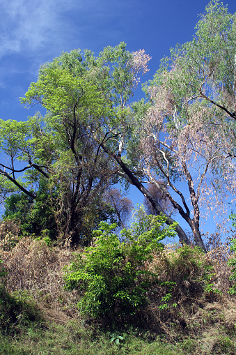 Bush Trees on bly sky. Nothern Australia