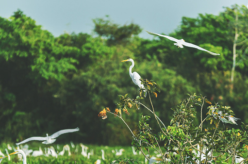 White egret on a tree branch in Pantanal, Brazil. Bird also known as Garca-Branca-Grande in Brazil.