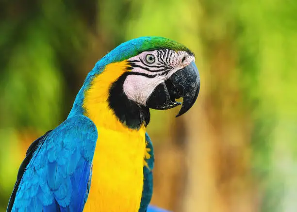 Photo of Blue-and-yellow macaw known as Arara-caninde in Brazil
